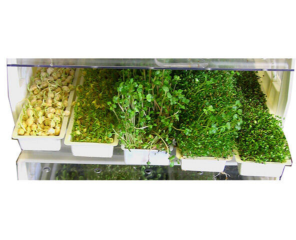 EasyGreen sprouter sprouts