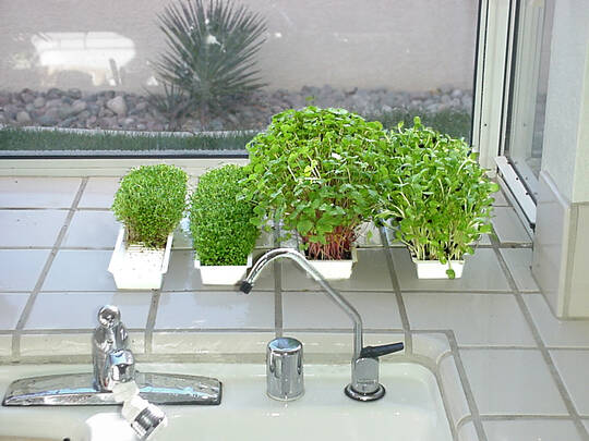 EasyGreen sprouter windowsill