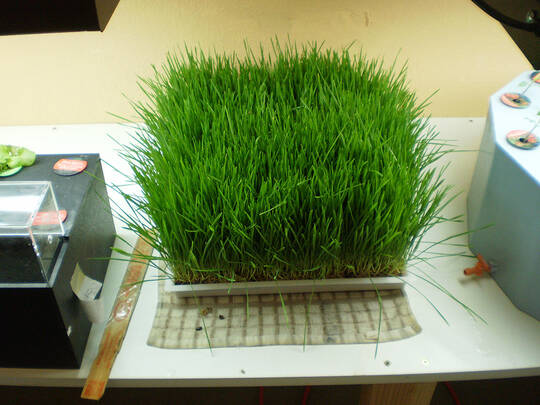 EasyGreen sprouter wheatgrass