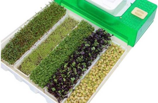 EasyGreen sprouter top view