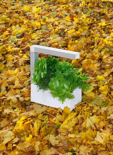 Tregren Herbie hydroponic indoor garden autumn