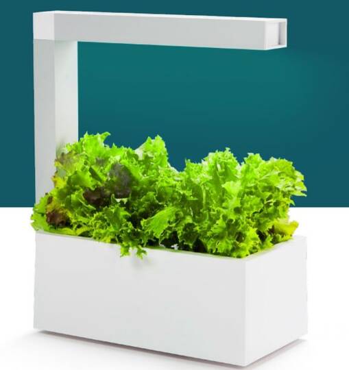 Tregren Herbie hydroponic indoor garden lettuce