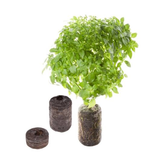 seed pod herb